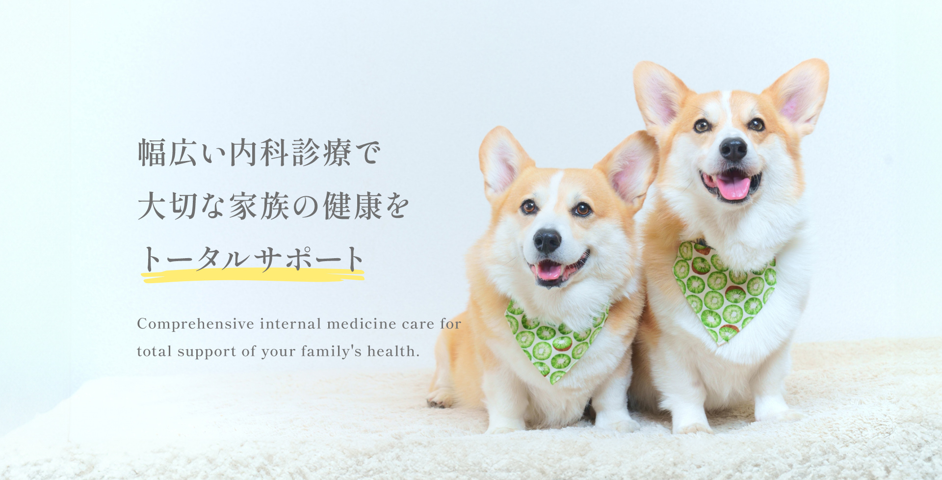 かゆみ・赤み・脱毛などの皮膚疾患に強い、宮古の動物病院。